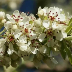 Poirier à Feuilles D'Amandier (Pyrus Amygdaliformis) - Godet - Taille 13/25cm 7 Poirier à Feuilles D'Amandier (Pyrus Amygdaliformis) - Godet - Taille 13/25cm -Flore Riche Soldes Magasin 2753124 2