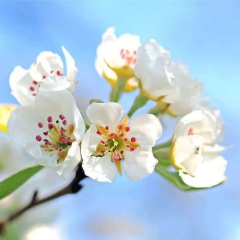 Poirier Sauvage (Pyrus Communis) - Godet - Taille 20/50cm 3 Poirier Sauvage (Pyrus Communis) - Godet - Taille 20/50cm