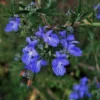 Romarin Commun De Corse (Rosmarinus Officinalis 'Corsican Blue') - Godet - Taille 13/25cm -Flore Riche Soldes Magasin 2753127 1