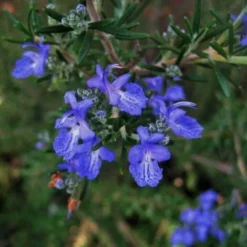 Romarin Commun De Corse (Rosmarinus Officinalis 'Corsican Blue') - Godet - Taille 13/25cm