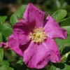 Rosier Rugueux (Rosa Rugosa) - Godet - Taille 20/40cm 2 Rosier Rugueux (Rosa Rugosa) - Godet - Taille 20/40cm -Flore Riche Soldes Magasin 2753137 1