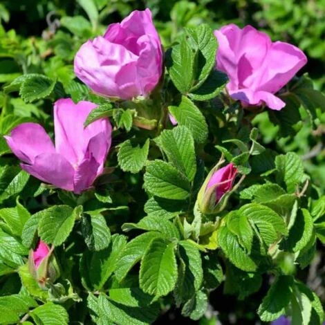 Rosier Rugueux (Rosa Rugosa) - Godet - Taille 20/40cm 4 Rosier Rugueux (Rosa Rugosa) - Godet - Taille 20/40cm – Image 2