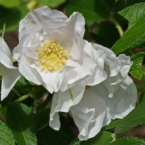Rosier Rugueux (Rosa Rugosa) - Godet - Taille 20/40cm 5 Rosier Rugueux (Rosa Rugosa) - Godet - Taille 20/40cm – Image 3