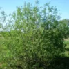 Saule Des Vanniers (Salix Viminalis) - Godet - Taille 20/40cm -Flore Riche Soldes Magasin 2753139 1