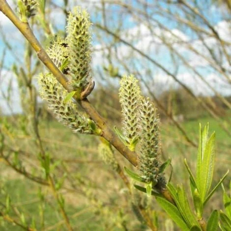 Saule Des Vanniers (Salix Viminalis) - Godet - Taille 20/40cm 4 Saule Des Vanniers (Salix Viminalis) - Godet - Taille 20/40cm – Image 2