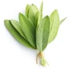 Sauge Officinale (Salvia Officinalis) - Godet - Taille 13/25cm -Flore Riche Soldes Magasin 2753143 1