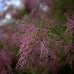 Tamaris De Printemps (Tamarix Tetrandra Africana) - Godet - Taille 20/40cm -Flore Riche Soldes Magasin 2753152 2