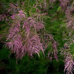 Tamaris De Printemps (Tamarix Tetrandra Africana) - Godet - Taille 20/40cm -Flore Riche Soldes Magasin 2753152 3