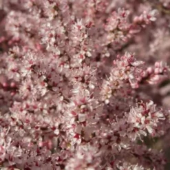 Tamaris D'Eté (Tamarix Pentandra Ramosissima) - Godet - Taille 20/40cm -Flore Riche Soldes Magasin 2753154 2