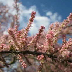 Tamaris D'Eté (Tamarix Pentandra Ramosissima) - Godet - Taille 20/40cm -Flore Riche Soldes Magasin 2753154 3