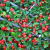 Cotoneaster Rampant (Cotoneaster Horizontalis) - Godet - Taille 13/25cm -Flore Riche Soldes Magasin 2753178 1