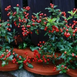 Cotoneaster Rampant (Cotoneaster Horizontalis) - Godet - Taille 13/25cm -Flore Riche Soldes Magasin 2753178 2