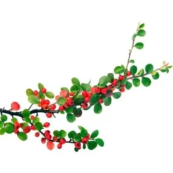 Cotoneaster Rampant (Cotoneaster Horizontalis) - Godet - Taille 13/25cm -Flore Riche Soldes Magasin 2753178 3