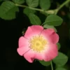 Rosier Rouillé (Rosa Rubiginosa) - Godet - Taille 20/40cm -Flore Riche Soldes Magasin 2753216 1