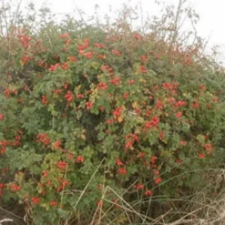 Rosier Rouillé (Rosa Rubiginosa) - Godet - Taille 20/40cm -Flore Riche Soldes Magasin 2753216 2
