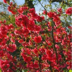 Cognassier Du Japon (Chaenomeles Japonica) - Godet - Taille 15/30cm -Flore Riche Soldes Magasin 2753223 2