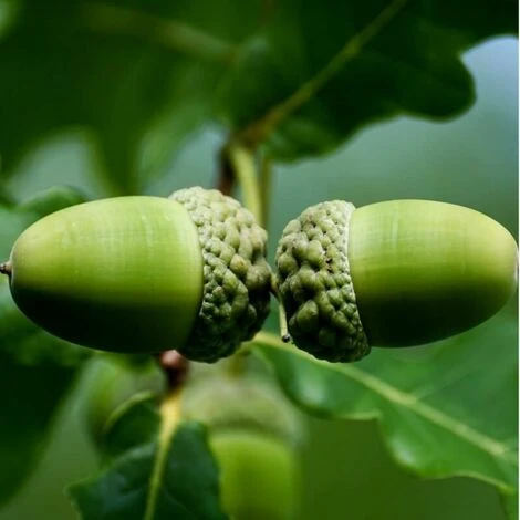 Chêne Vert (Quercus Ilex) - Godet - Taille 20/40cm 4 Chêne Vert (Quercus Ilex) - Godet - Taille 20/40cm – Image 2