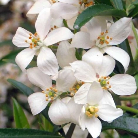 Oranger Du Mexique - Godet - Taille 13/25cm 3 Oranger Du Mexique - Godet - Taille 13/25cm