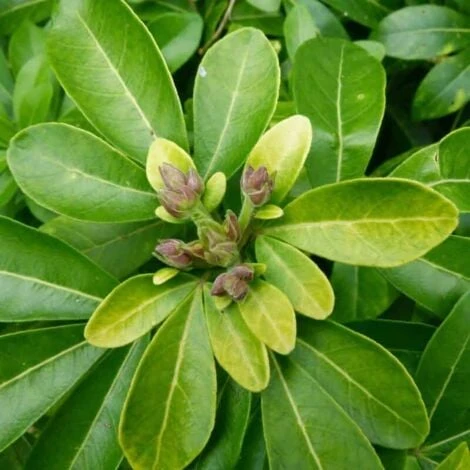 Oranger Du Mexique - Godet - Taille 13/25cm 4 Oranger Du Mexique - Godet - Taille 13/25cm – Image 2