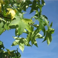 Copalme Ou Liquidambar (Liquidambar Styraciflua) - Godet - Taille 20/40cm -Flore Riche Soldes Magasin 2753233 2