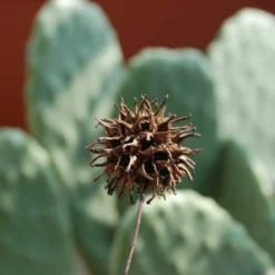 Copalme Ou Liquidambar (Liquidambar Styraciflua) - Godet - Taille 20/40cm -Flore Riche Soldes Magasin 2753233 3