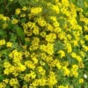 Coronille Glauque (Coronilla Glauca) - Godet - Taille 20/40cm -Flore Riche Soldes Magasin 2753235 1