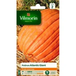 Vilmorin - Potiron Atlantic Giant (fruits énormes)