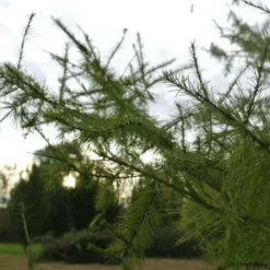 Mélèze Hybride (Larix Eurolepis) - Godet - Taille 20/40cm