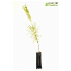 Pin Maritime (Pinus Pinaster) - Godet - Taille 20/40cm -Flore Riche Soldes Magasin 2768368 2