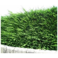Cyprès De Leyland (Cupressocyparis Leylandii) - Godet - Taille 20/40cm