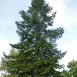Sapin De Nordmann (Abies Nordmanniana) - Godet - Taille 13/25cm -Flore Riche Soldes Magasin 2768423 2