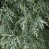 Cyprès De L'Arizona (Cupressus Arizonica) - Godet - Taille 20/40cm -Flore Riche Soldes Magasin 2798786 1