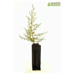 Cyprès De L'Arizona (Cupressus Arizonica) - Godet - Taille 20/40cm -Flore Riche Soldes Magasin 2798786 3