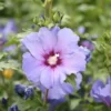 Althéa Commun (Hibiscus Syriacus) - Godet - Taille 20/40cm -Flore Riche Soldes Magasin 2798787 1
