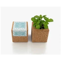 Flore Riche Soldes Magasin 30 Grow Cube Aimanté Menthe