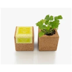 Flore Riche Soldes Magasin 31 Grow Cube Aimanté Coriandre