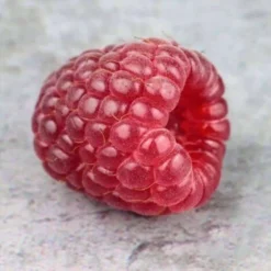 Framboisier 'Tulameen' - Conteneur 1,5L