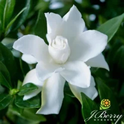 Gardenia X Celestial Star® 'PS