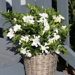Gardenia X Celestial Star® 'PS -Flore Riche Soldes Magasin 28257816 3