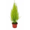 Chambre Cyprès - Cupressus Macrocarpa Goldcrest Wilma - Pot 13cm -Flore Riche Soldes Magasin 28413186 1