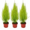 Cupressus Wilma, Ensemble De 3 -Flore Riche Soldes Magasin 28413344 1