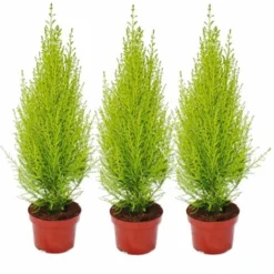 Cupressus Wilma, Ensemble De 3