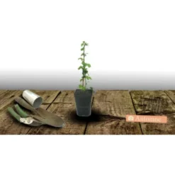 Mûre Fruticosus Polar Berry™/Pot De 1,5L