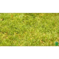 BHS GRP1 1kg 50 M² Semence Gazon Regarnissage Et Engrais  Gazon Plus Résistant Et Mieux Protégé Rapide Et Durable Tous Types De Terrain Et Climats -Flore Riche Soldes Magasin 30407883 5