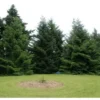 Sapin De Turquie (Abies Bornmuelleriana) - Godet - Taille 15/30cm -Flore Riche Soldes Magasin 3059461 1