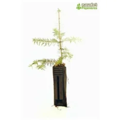 Sapin De Turquie (Abies Bornmuelleriana) - Godet - Taille 15/30cm 7 Sapin De Turquie (Abies Bornmuelleriana) - Godet - Taille 15/30cm -Flore Riche Soldes Magasin 3059461 3