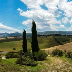 Cyprès Sempervirens Totem/Pot De 10L