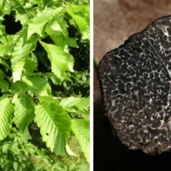 Charme Melanosporum (Carpinus Betulus) - -Flore Riche Soldes Magasin 3220621 3