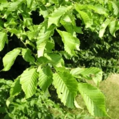 Charme Melanosporum (Carpinus Betulus) - -Flore Riche Soldes Magasin 3220621 4