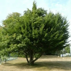 Charme Melanosporum (Carpinus Betulus) - -Flore Riche Soldes Magasin 3220621 5